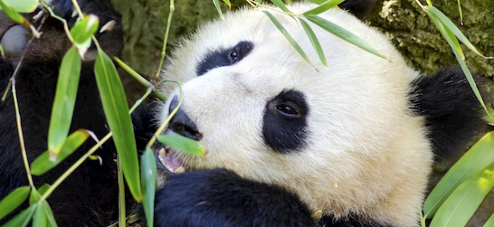 baby panda at the San Diego Zoo