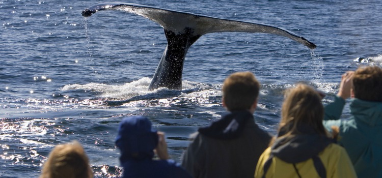 san-diego-whale-watching